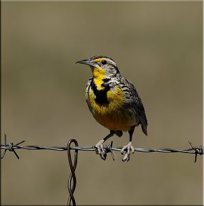 Western Meadowlark