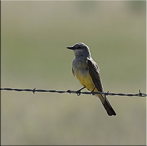 Western Kingbird OR Cassin's Kingbird