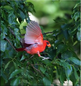 Northern Cardinal