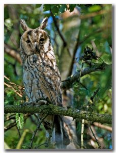 Long-eared Owl