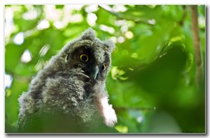 Long-eared Owl Young