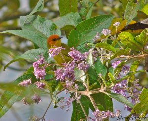 Rust and Yellow Tanager