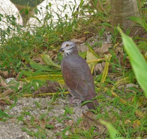 White Throated Quail-Dove