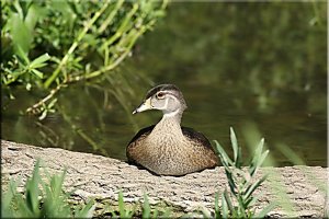 Wood Duck