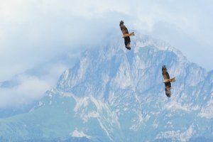 Black kites