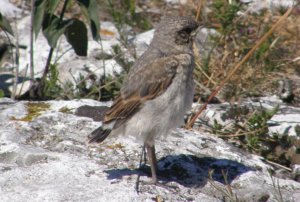 Juvenile Northern Wheatear