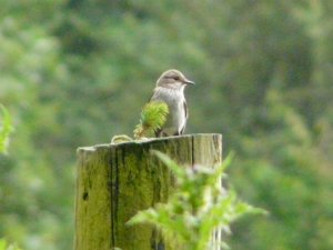 Spotted Flycatcher