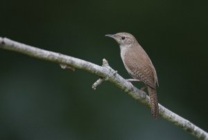 House Wren - The Second