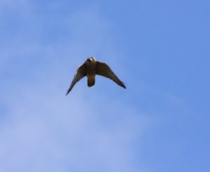 young peregrine