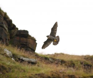 raggy peregrine