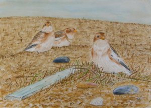 snow buntings on the tideline