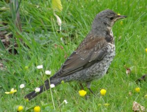 juvenile Fieldfare