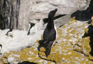 Razorbill