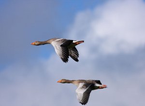 greylag geese