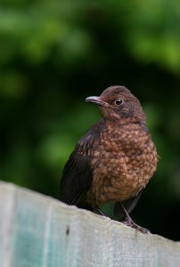 Blackbird Juvy