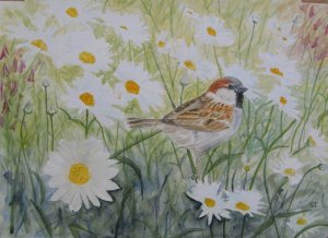 cock sparrow and daisies