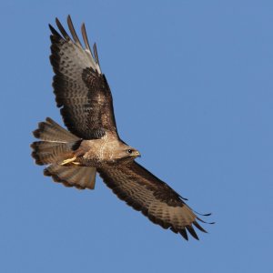 Common buzzard