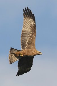 Black kite