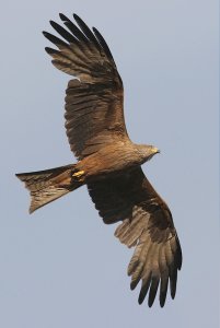 Black kite