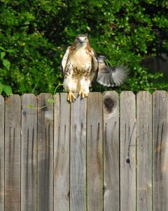 Juvenile Red-Tailed Hawk harrassed by Blue Jay