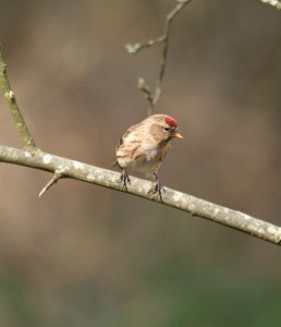 Redpoll