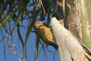 Hispaniolan Woodpecker