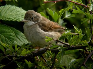 Whitethroat