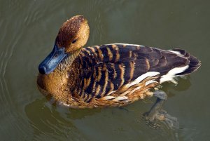 Unidentified Duck