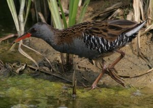 Water Rail