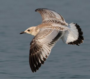 Mediterranean gull