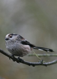 Long-tailed Tit