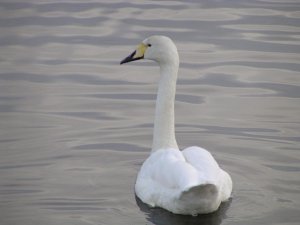 Hybrid swan 1
