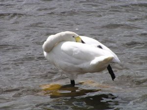 hybrid swan 2