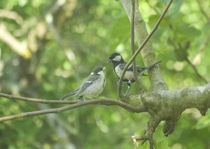 Feeding time