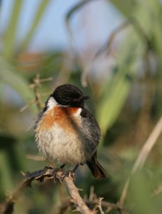 Stonechat