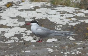 Arctic Tern