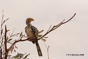 Southern Yellow-billed Hornbill