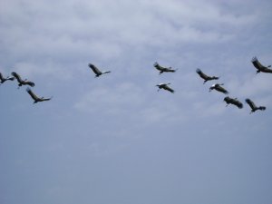 Grey Crowned Cranes.