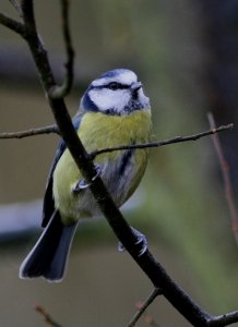 IMG_1440_Blue_Tit_Amwell_bf