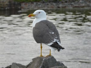 Lesser Black-backed Gull