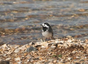 Pied Wag