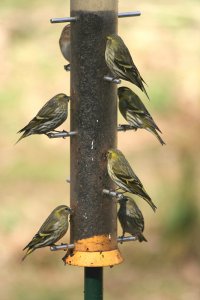 Siskins (and a Redpoll)