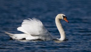 Mute swan Paddeling on the lake