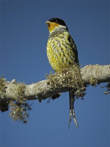 Swallow-tailed Cotinga