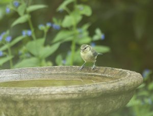 Blue Tit