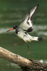 Yippee - I'm an oystercatcher!!