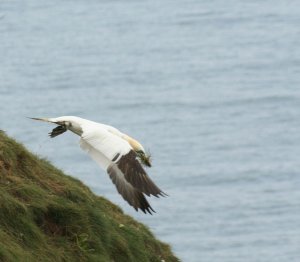 Gannet