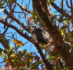 A very strange Buteo in Per