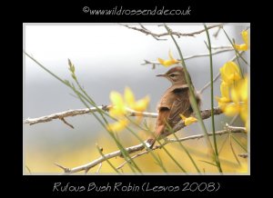 Rufous Bush Robin