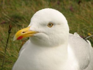 Herring Gull 2